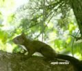 Sciurus vulgaris